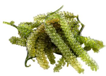 Il Vietnam verso la difersificazione e punta al settore delle alghe