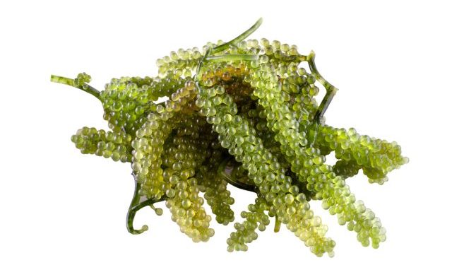 Il Vietnam verso la difersificazione e punta al settore delle alghe