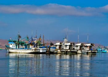 Record di catture di palamita in Perù