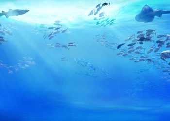 Ocean 14 Capital Fund I: un fondo di 201 milioni per l'economia blu