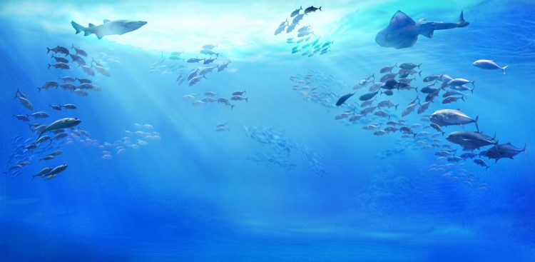Ocean 14 Capital Fund I: un fondo di 201 milioni per l'economia blu