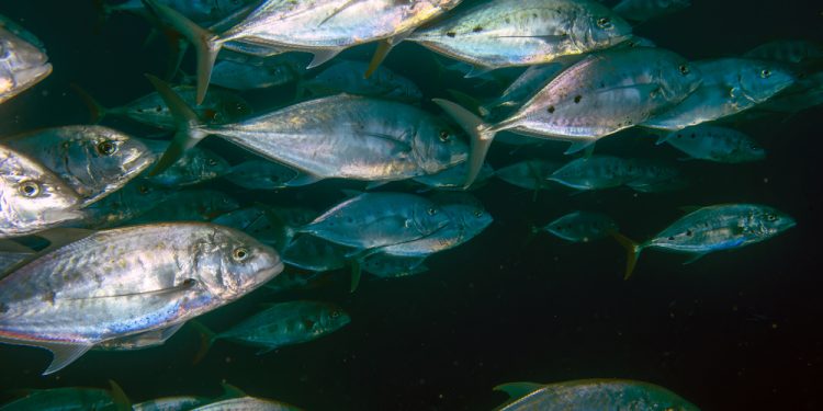 OptiFish: innovazione sostenibile nella pesca europea