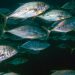 OptiFish: innovazione sostenibile nella pesca europea