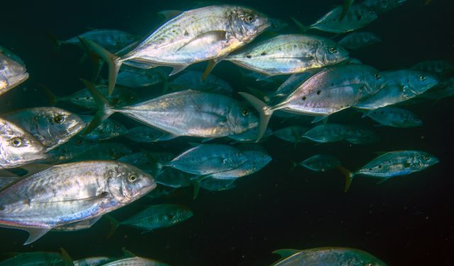 OptiFish: innovazione sostenibile nella pesca europea