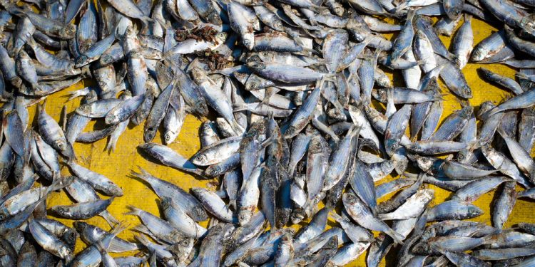 Nuove regole UE per una pesca sostenibile e precisa