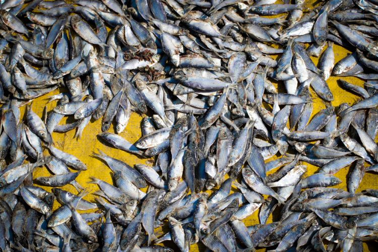 Nuove regole UE per una pesca sostenibile e precisa