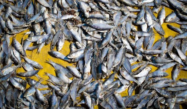 Nuove regole UE per una pesca sostenibile e precisa