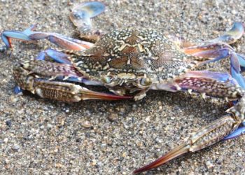 Il granchio blu continua a colpire la produzione di vongole