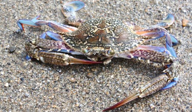 Il granchio blu continua a colpire la produzione di vongole