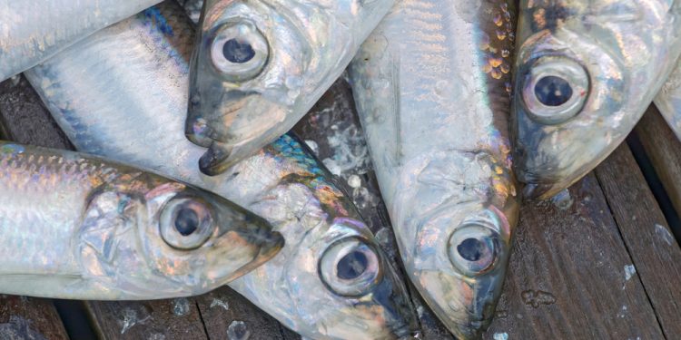 L'aringa del Baltico a serio rischio di estinzione