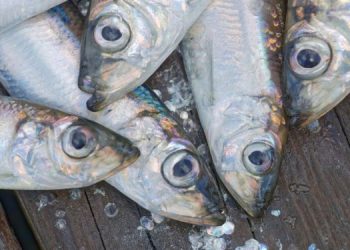 L'aringa del Baltico a serio rischio di estinzione