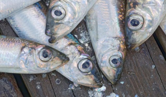 L'aringa del Baltico a serio rischio di estinzione