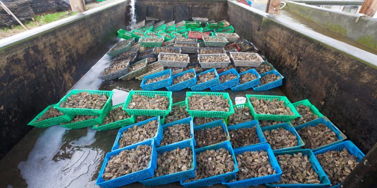 Inquinamento e cambiamento climatico minacciano gli allevamenti di ostriche