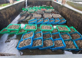 Inquinamento e cambiamento climatico minacciano gli allevamenti di ostriche