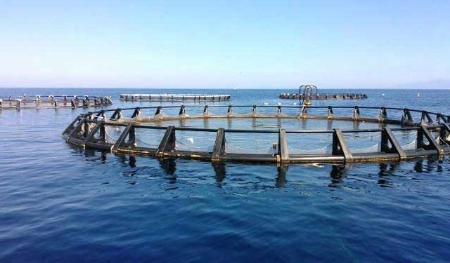 Esclusione dell'acquacoltura dalla direttiva Bolkestein