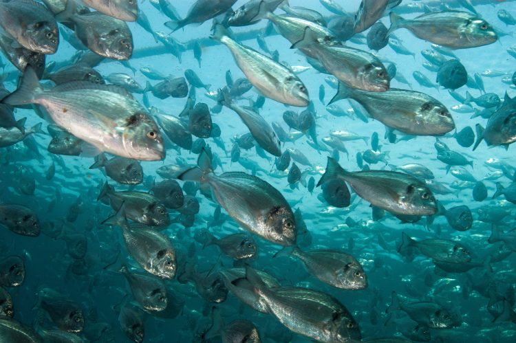 Proteggi i tuoi pesci dal caldo con la giusta nutrizione
