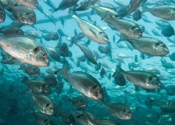 Proteggi i tuoi pesci dal caldo con la giusta nutrizione