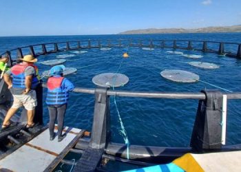 Materiali biodegradabili rivoluzionano la pesca del tonno