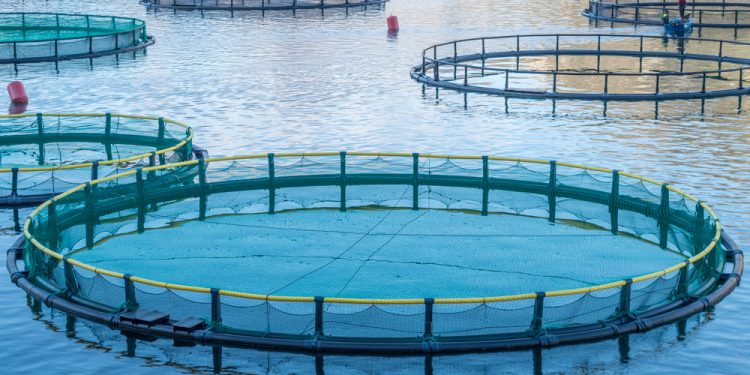 Chiesta alla FAO esclusione dei pesci carnivori dall'acquacoltura sostenibile