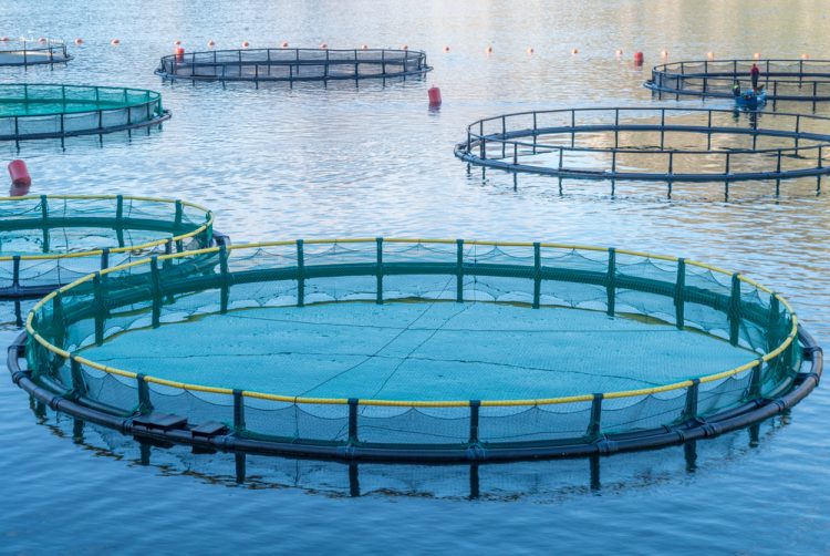 Chiesta alla FAO esclusione dei pesci carnivori dall'acquacoltura sostenibile