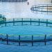 Chiesta alla FAO esclusione dei pesci carnivori dall'acquacoltura sostenibile