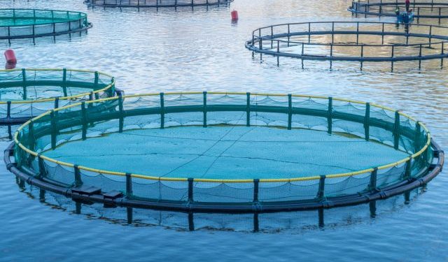 Chiesta alla FAO esclusione dei pesci carnivori dall'acquacoltura sostenibile