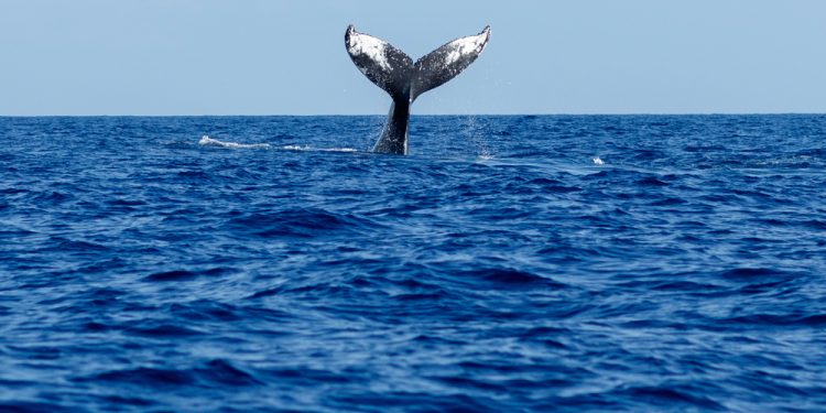 Il Trattato dell'Alto Mare è un'opportunità per l'adattamento ai cambiamenti climatici