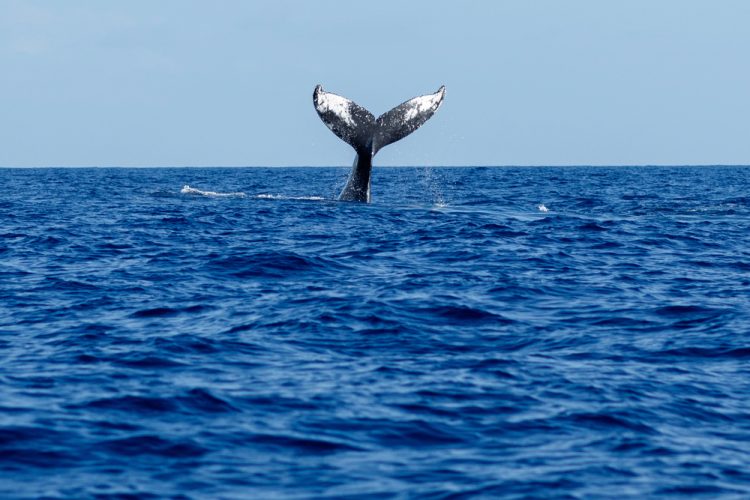 Il Trattato dell'Alto Mare è un'opportunità per l'adattamento ai cambiamenti climatici