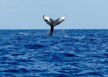 Il Trattato dell'Alto Mare è un'opportunità per l'adattamento ai cambiamenti climatici