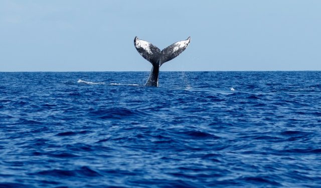 Il Trattato dell'Alto Mare è un'opportunità per l'adattamento ai cambiamenti climatici