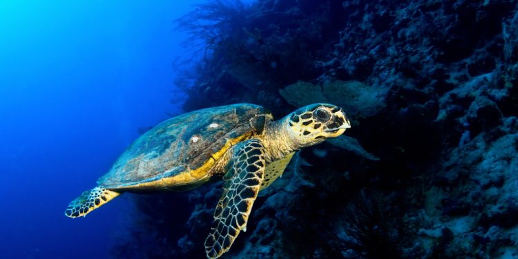 CIBBRiNA: un progetto per ridurre le catture accessorie di specie protette