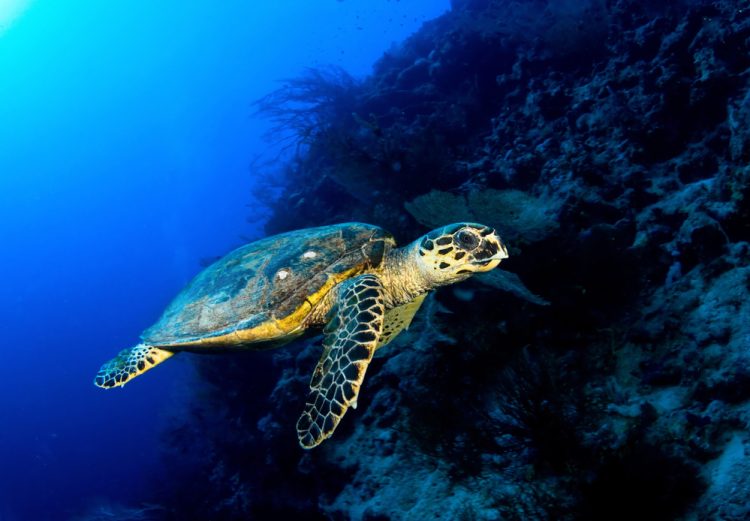 CIBBRiNA: un progetto per ridurre le catture accessorie di specie protette