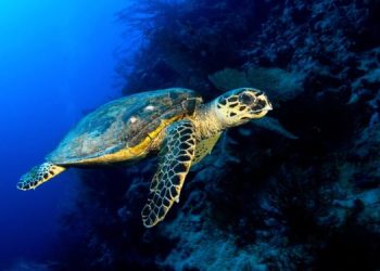 CIBBRiNA: un progetto per ridurre le catture accessorie di specie protette