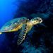 CIBBRiNA: un progetto per ridurre le catture accessorie di specie protette