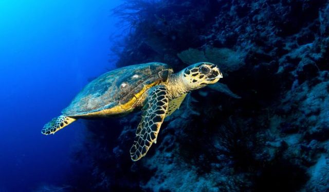 CIBBRiNA: un progetto per ridurre le catture accessorie di specie protette