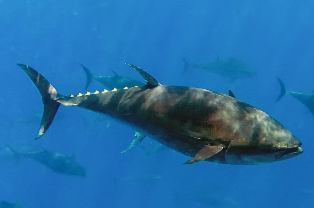 16 tonnellate di tonno rosso per la pesca ricreativa nel Regno Unito