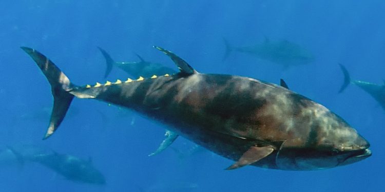 16 tonnellate di tonno rosso per la pesca ricreativa nel Regno Unito