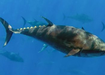 16 tonnellate di tonno rosso per la pesca ricreativa nel Regno Unito