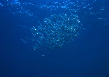 La maggior parte dei cittadini dell’UE vuole che i leader politici diano priorità alla protezione degli oceani