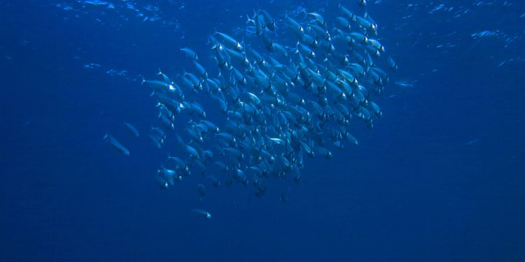 La maggior parte dei cittadini dell’UE vuole che i leader politici diano priorità alla protezione degli oceani