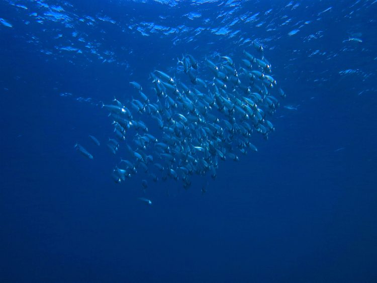 La maggior parte dei cittadini dell’UE vuole che i leader politici diano priorità alla protezione degli oceani