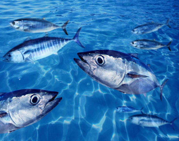 L'EFCA coordina la campagna di controllo della pesca del tonno rosso
