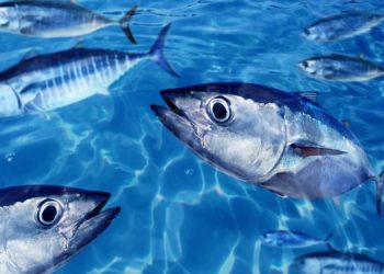 L'EFCA coordina la campagna di controllo della pesca del tonno rosso