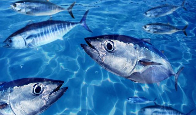 L'EFCA coordina la campagna di controllo della pesca del tonno rosso