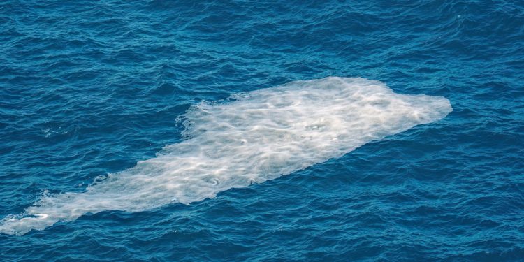 Allerta Mucillagine nell'Alto Adriatico