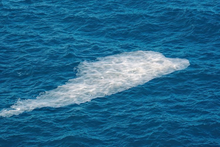 Allerta Mucillagine nell'Alto Adriatico