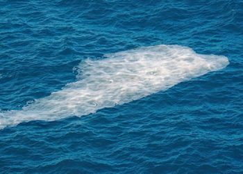 Allerta Mucillagine nell'Alto Adriatico