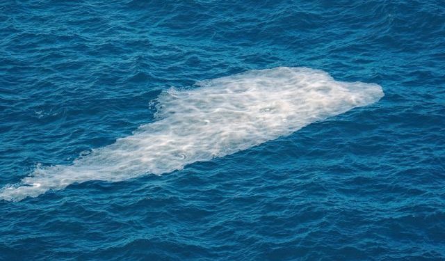 Allerta Mucillagine nell'Alto Adriatico