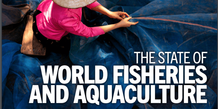 Dalla FAO il report "Lo stato della pesca e dell’acquacoltura nel mondo"