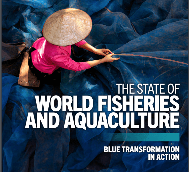 Dalla FAO il report "Lo stato della pesca e dell’acquacoltura nel mondo"